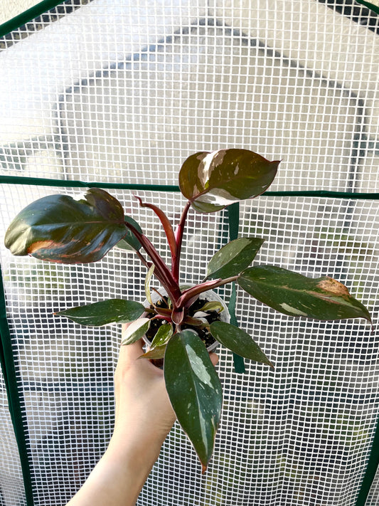 Philodendron Red Anderson 'pink Knight' Exact Plant