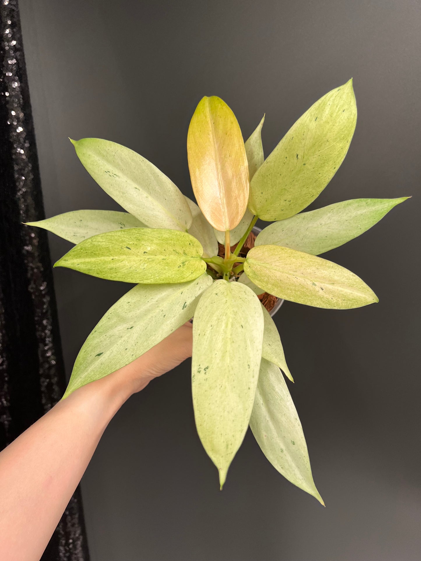 Philodendron Whipple Way Variegated, Bushy Plant