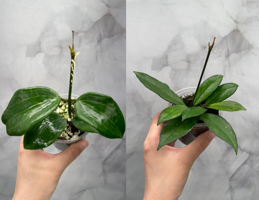 Hoya Quinquenervia & Crassipetiolata Bundle – Rooted in 3" Pot