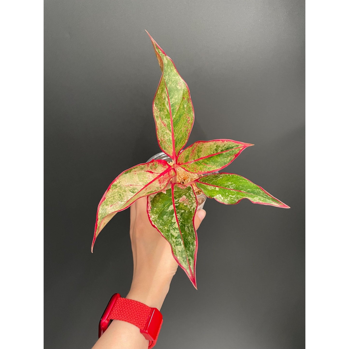 Aglaonema Siam Aurora Variegated, Exact Plant | US Seller