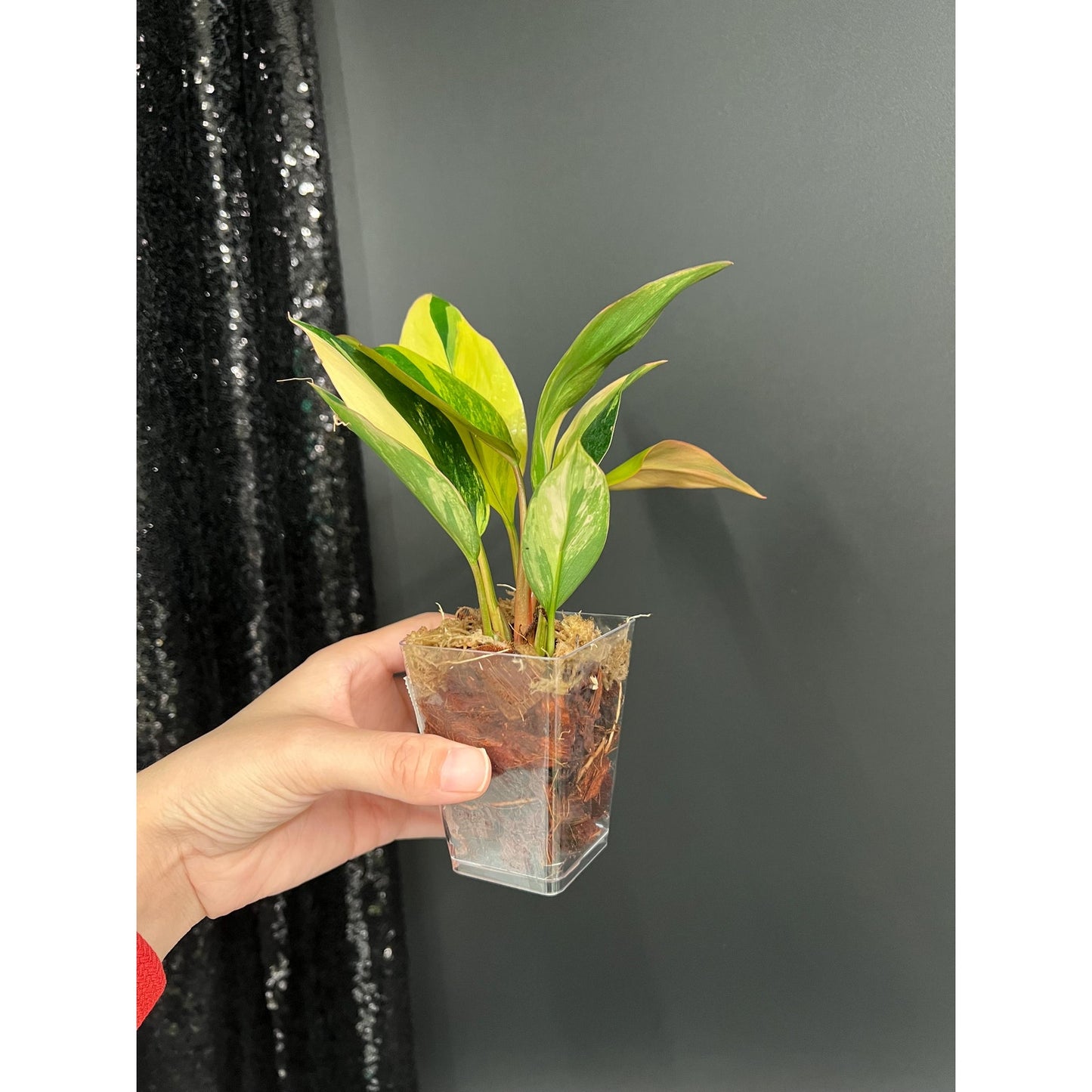Philodendron Red Congo, Bushy Starter Plant, US Seller