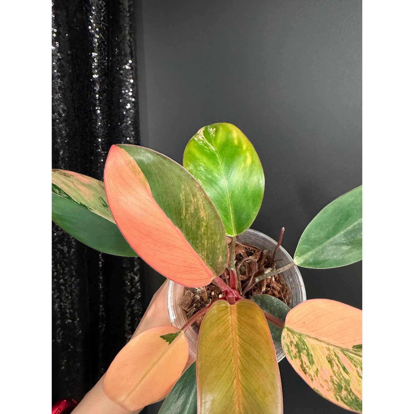 Variegated Philodendron Red Congo: Rare Aroid Plant