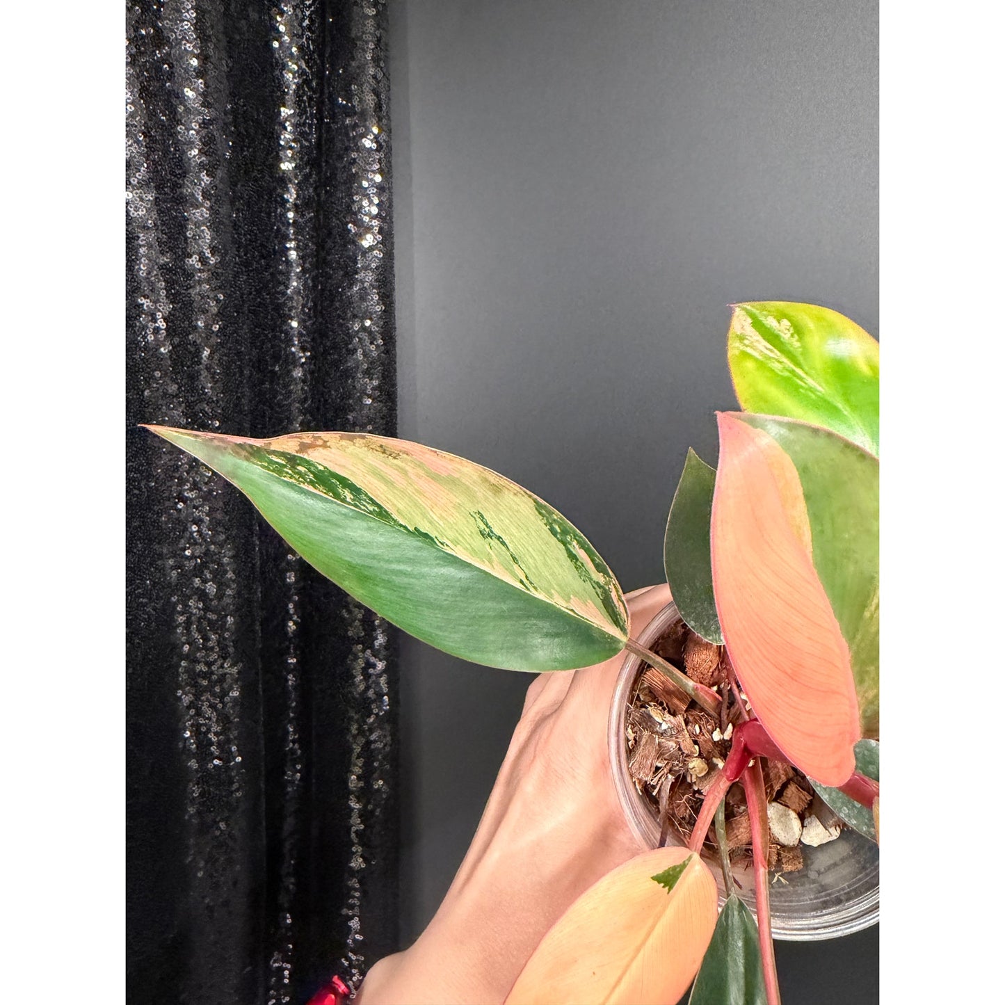 Variegated Philodendron Red Congo: Rare Aroid Plant