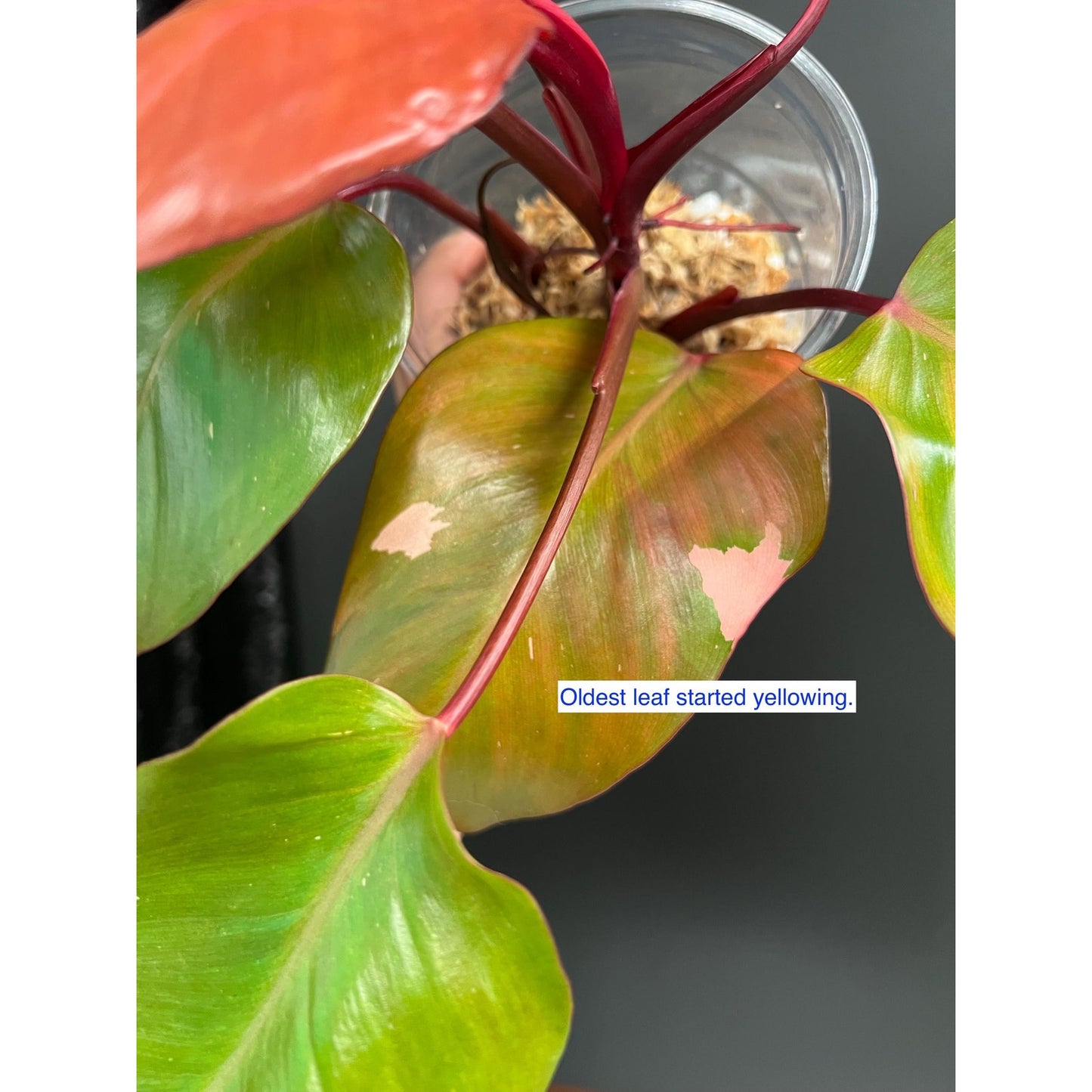 Philodendron Persimmon Princess, High Var, Exact Plant | US Seller