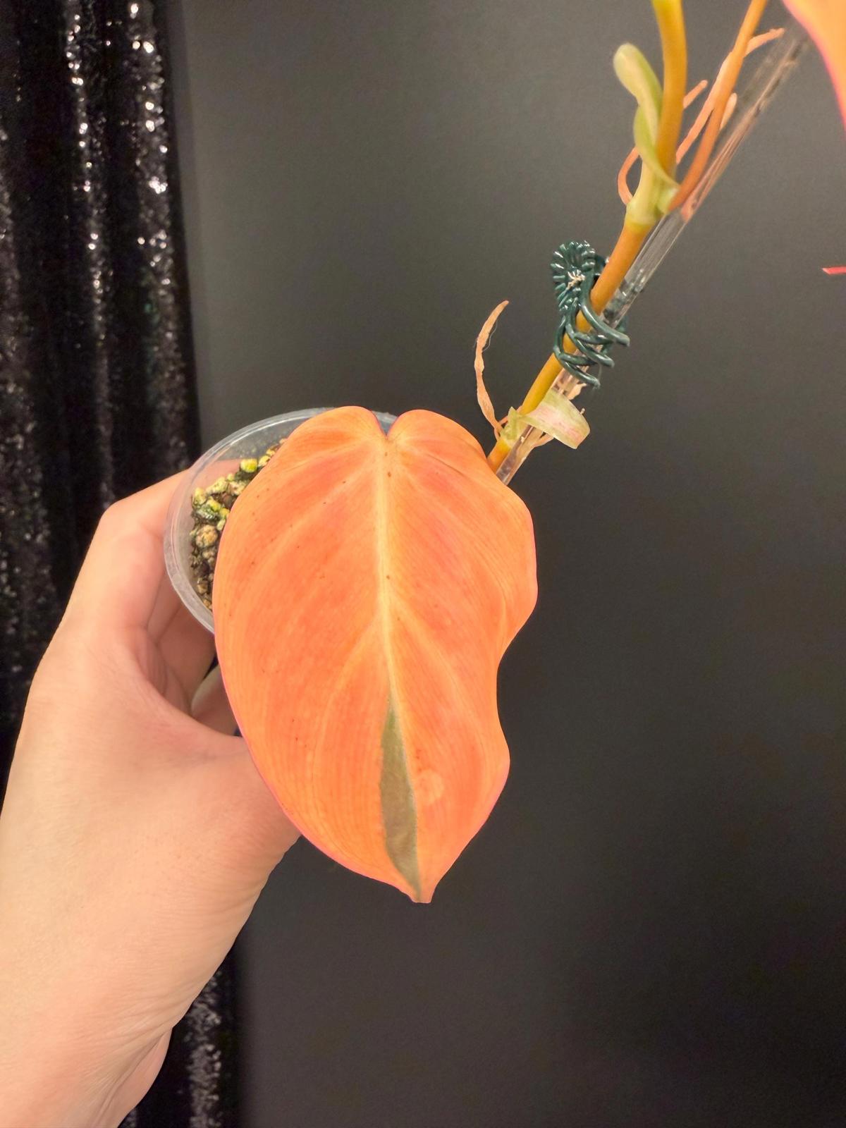 Variegated Micans, Orange/Aurea Micans