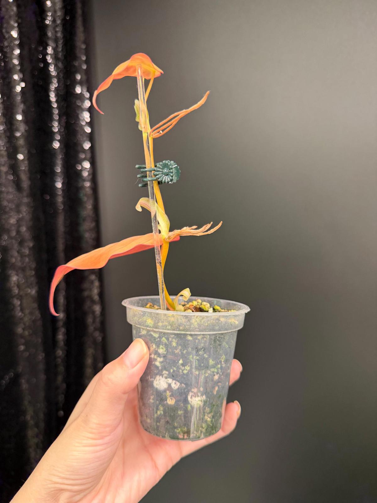 Variegated Micans, Orange/Aurea Micans