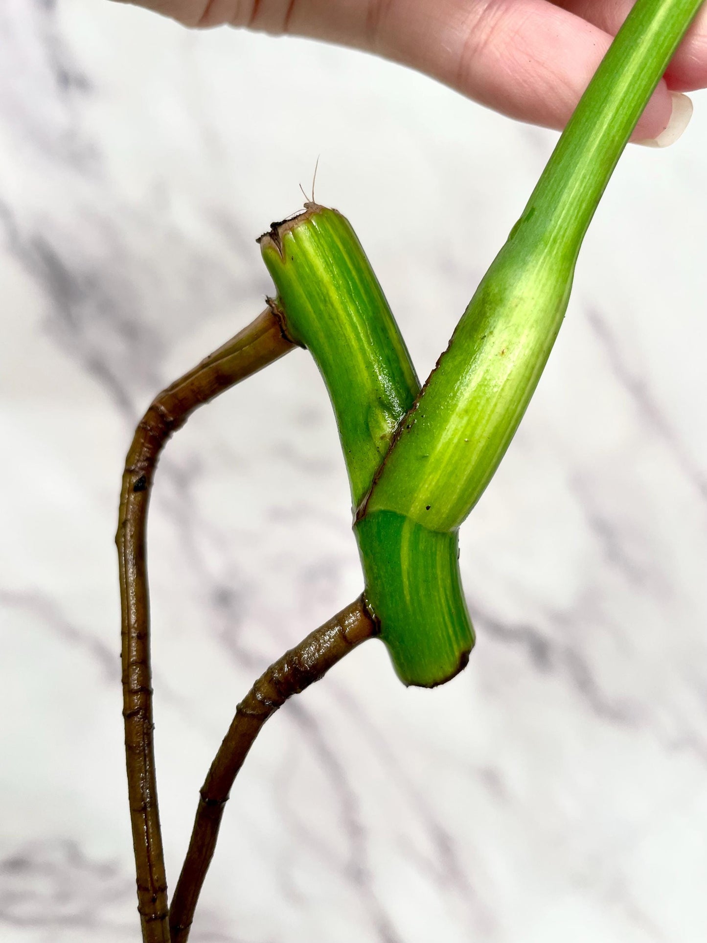 Monstera Aurea 1 Mid Leaf Rooted Cutting with Strong Roots