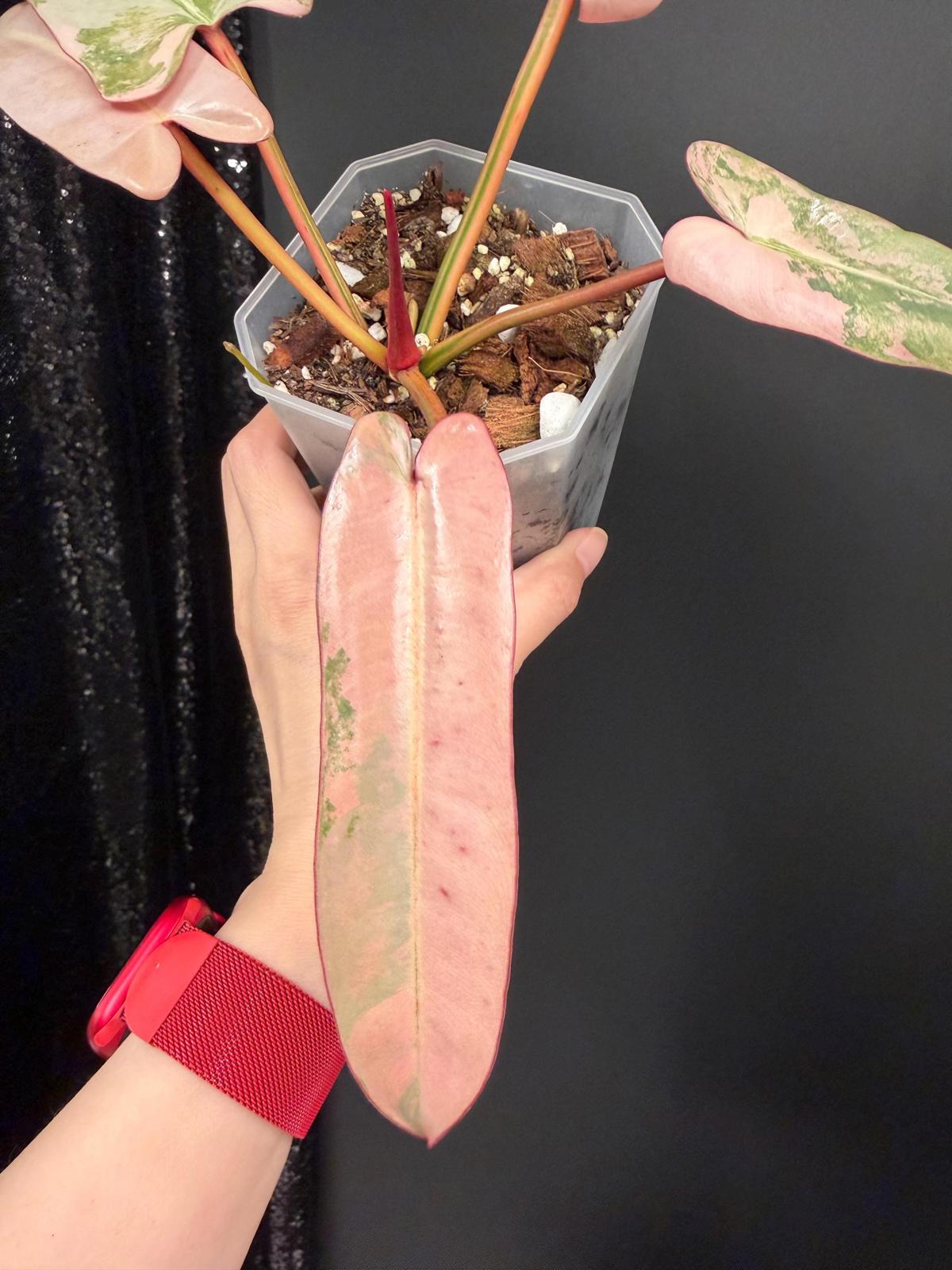 Philodendron Atabapoense Pink Variegated