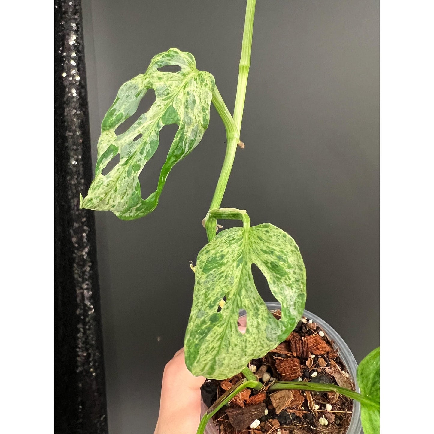 Monstera Laniata Mottled Variegated, Exact Plant | Rare Aroid | US Seller