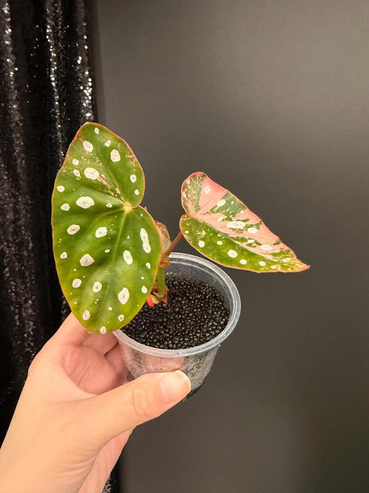 Begonia Maculata Pink Variegated, Starter