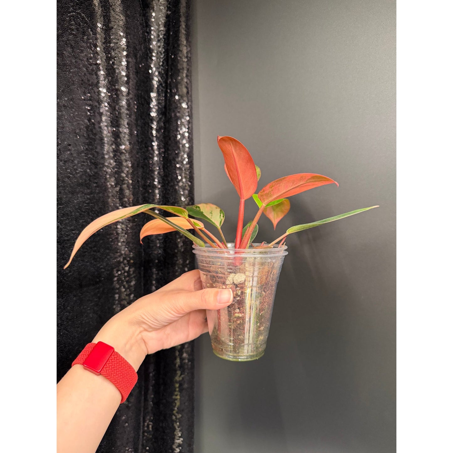 Variegated Philodendron Red Congo: Rare Aroid Plant