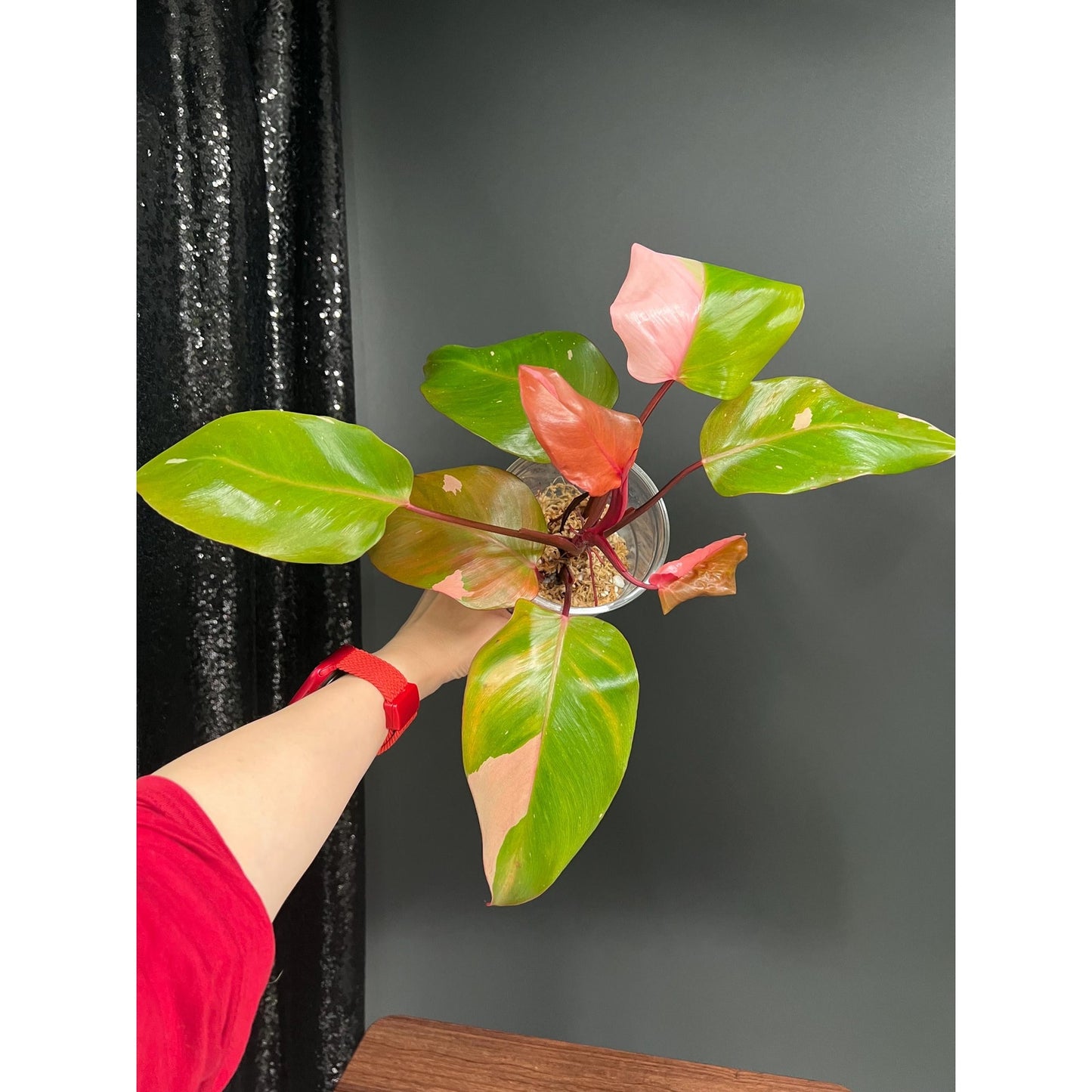 Philodendron Persimmon Princess, High Var, Exact Plant | US Seller