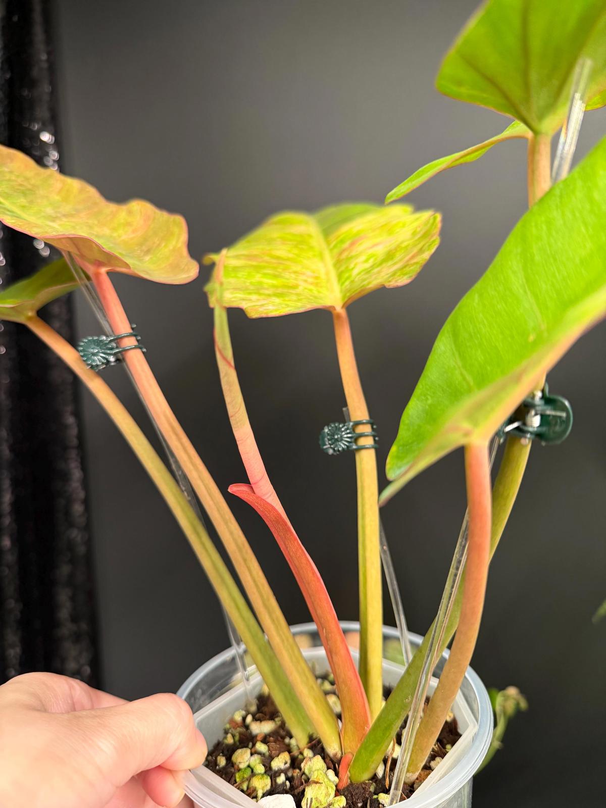 Philodendron Jungle Fever Variegated