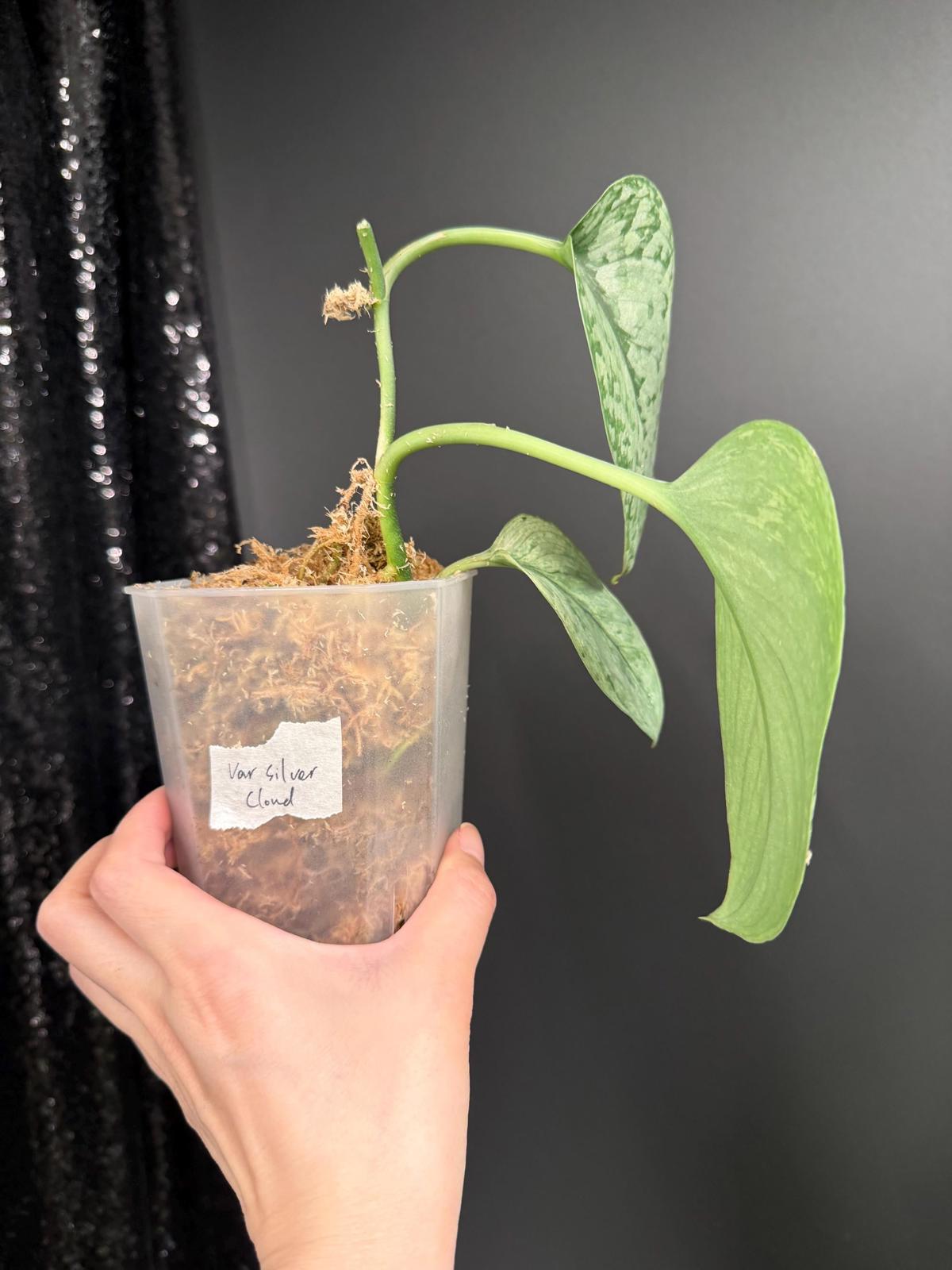 Scindapsus Silver Cloud Variegated, Large Leaf Rooted Cutting, US Seller