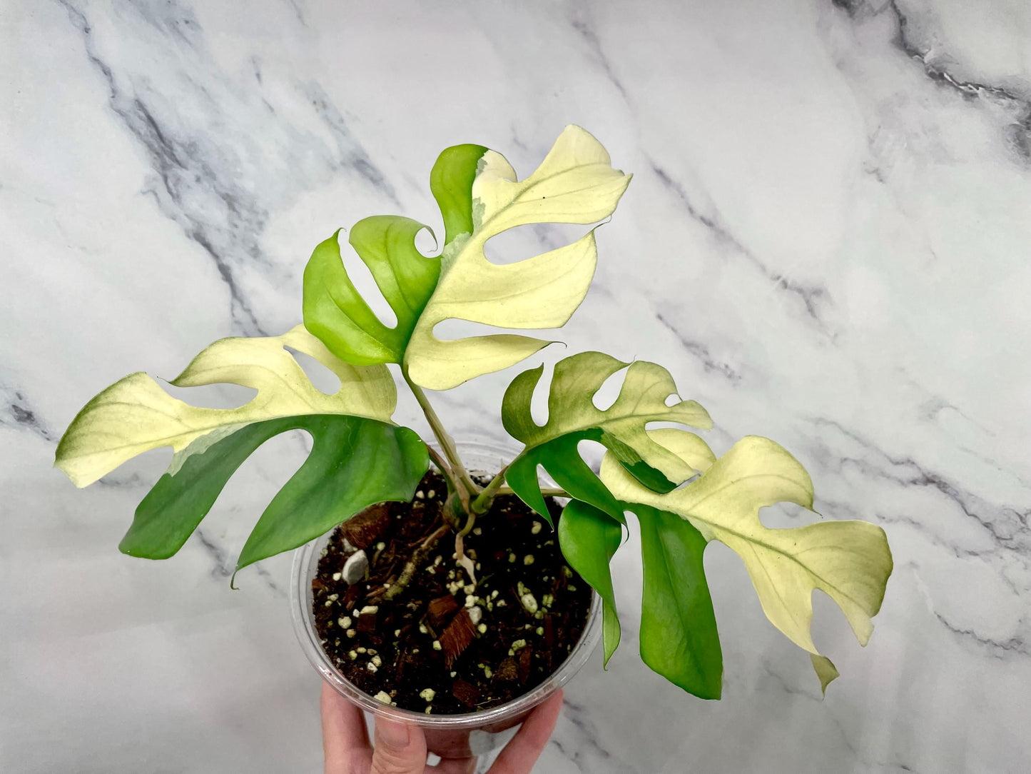 Rhaphidophora Tetrasperma Variegated Albo, Mature Mini Monstera Ginny Albo