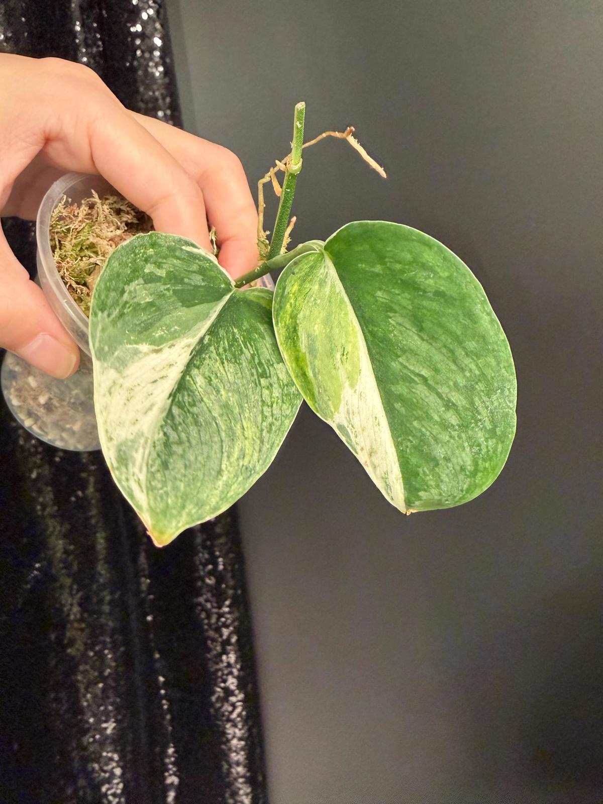 Scindapsus Parahyangan Albo Variegated