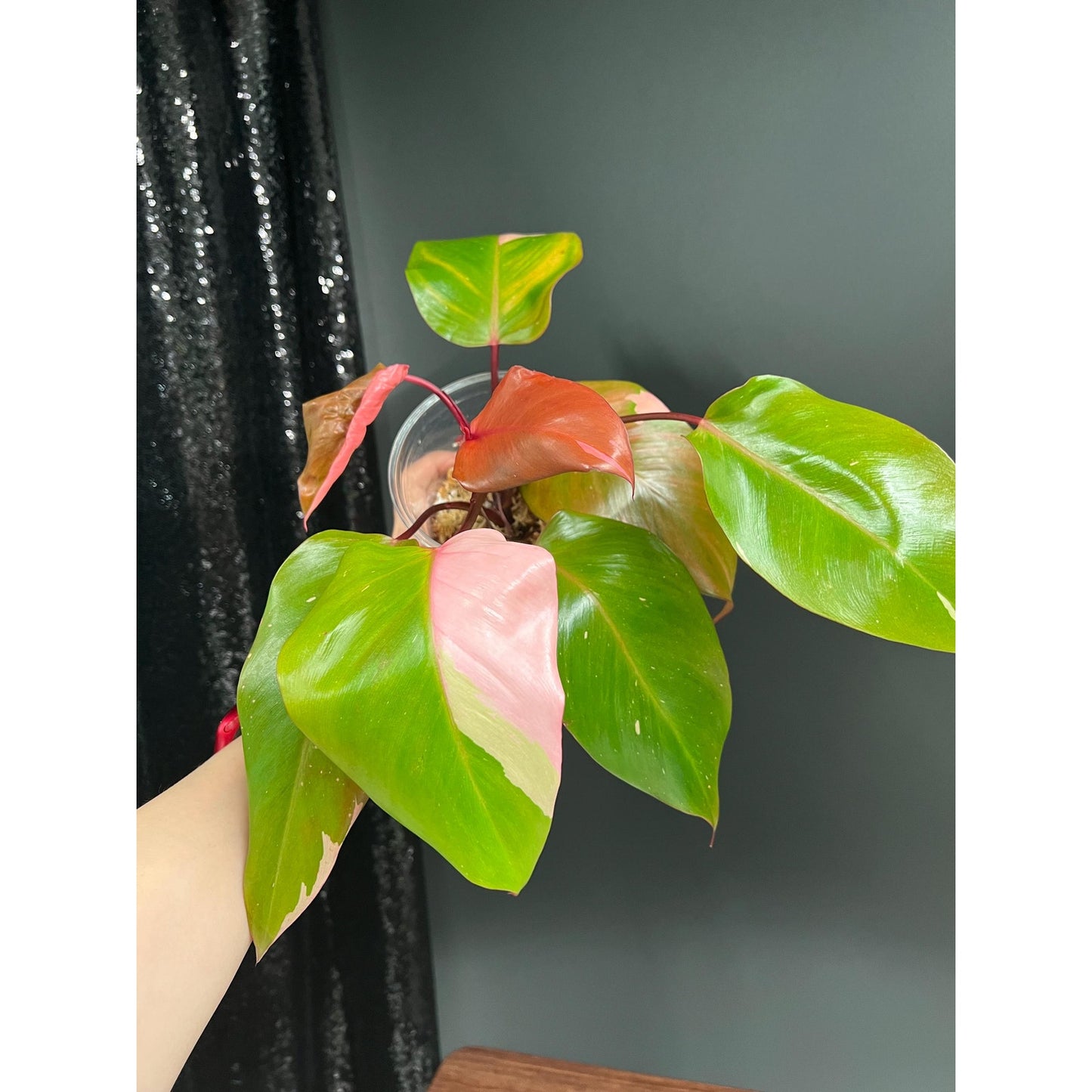 Philodendron Persimmon Princess, High Var, Exact Plant | US Seller