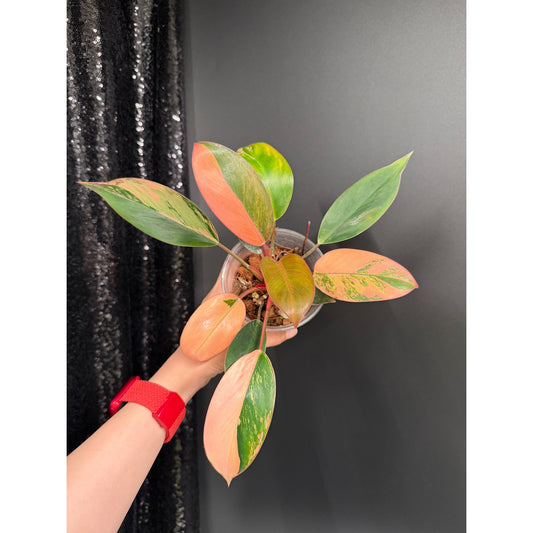 Variegated Philodendron Red Congo: Rare Aroid Plant