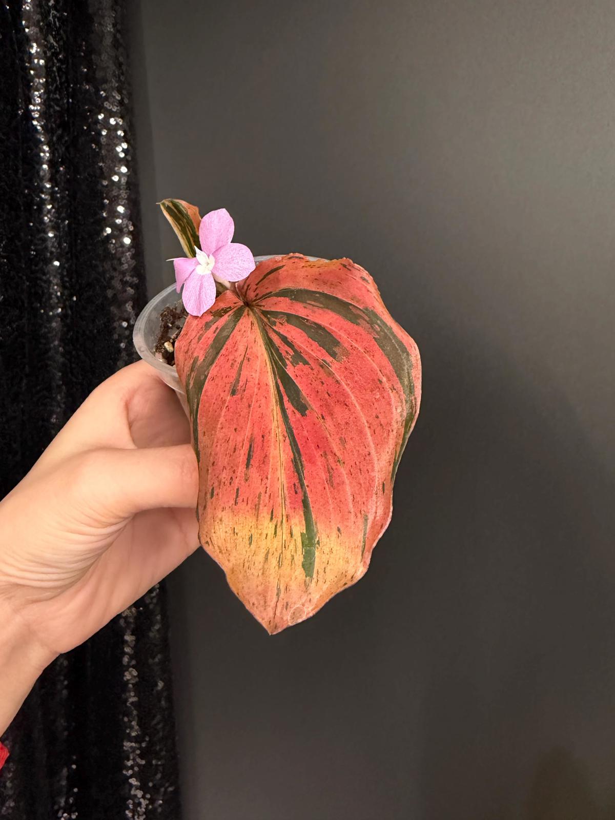 Kaempferia sp Variegated, Orange/Pink Variegation, Starter Plant