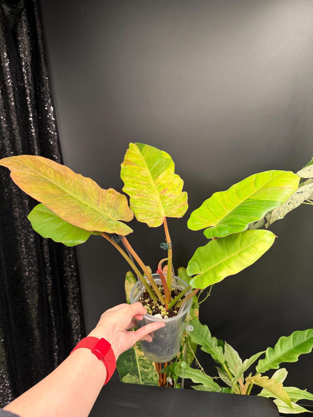 Philodendron Jungle Fever Variegated