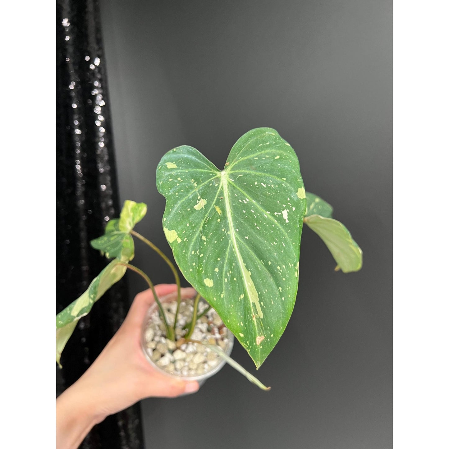 Philodendron Gloriosum Variegated, 4 - 5 Leaves, Exact Plant | US Seller