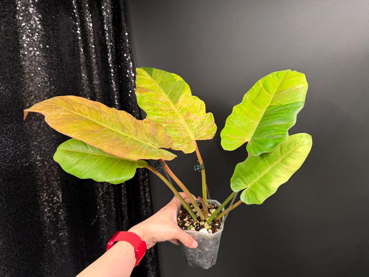 Philodendron Jungle Fever Variegated