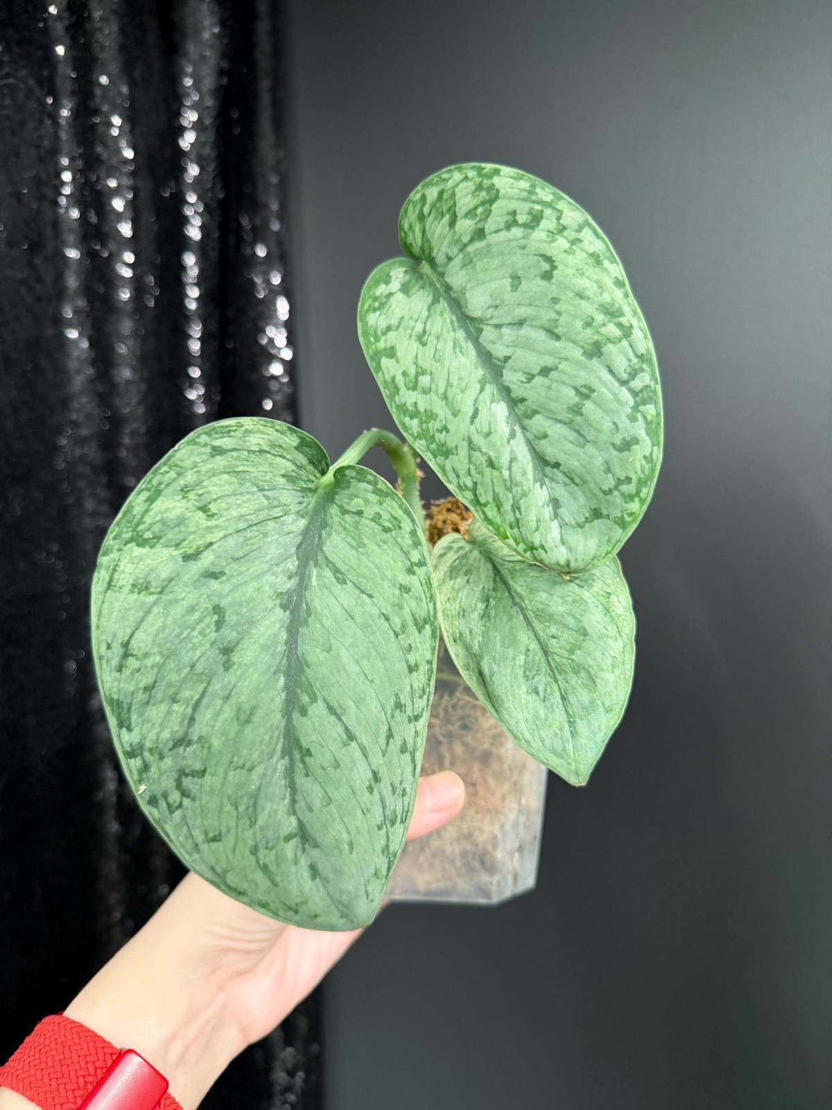 Scindapsus Silver Cloud Variegated, Large Leaf Rooted Cutting, US Seller