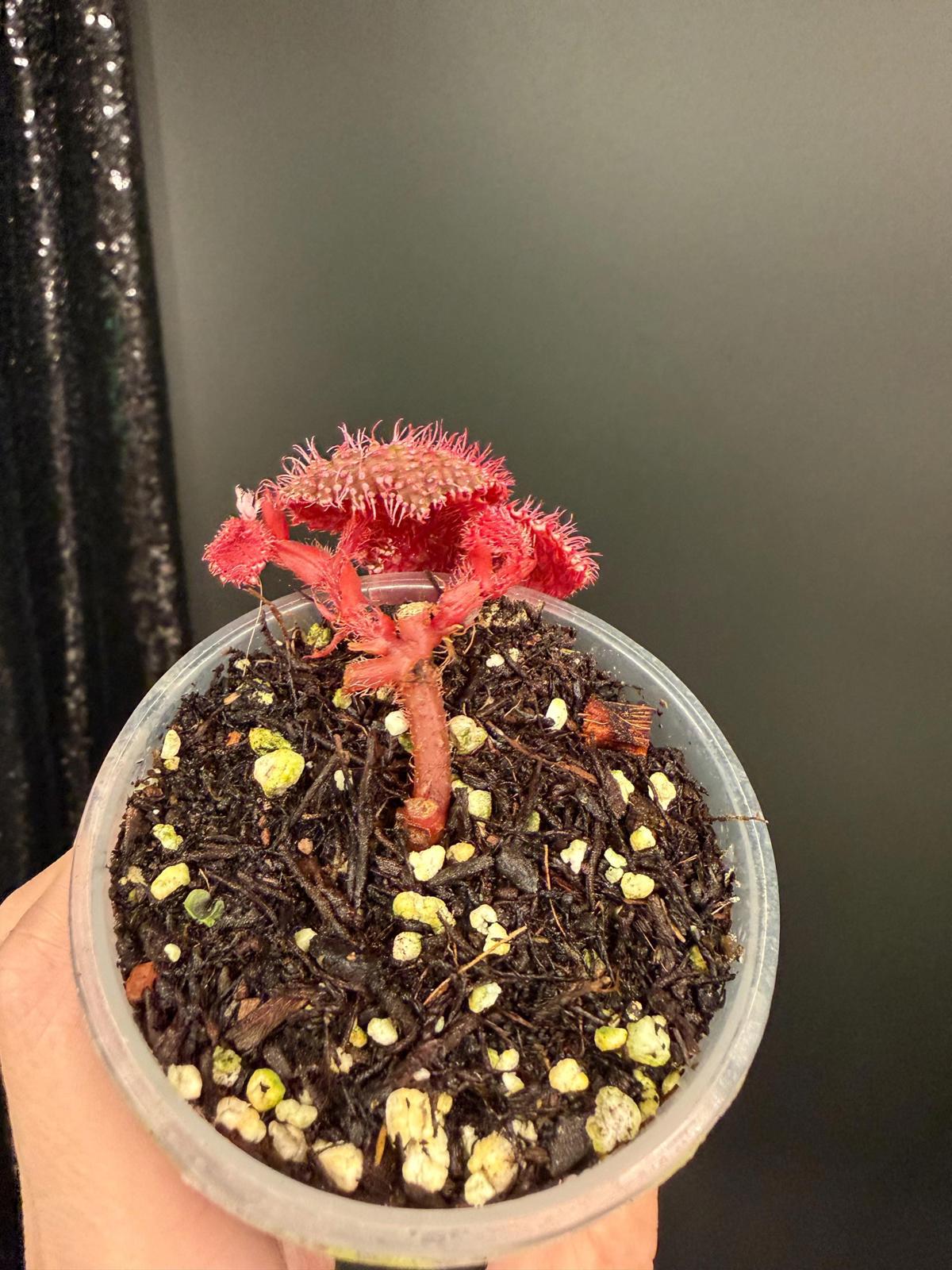 Begonia Pink Urchin, Rooted Starter