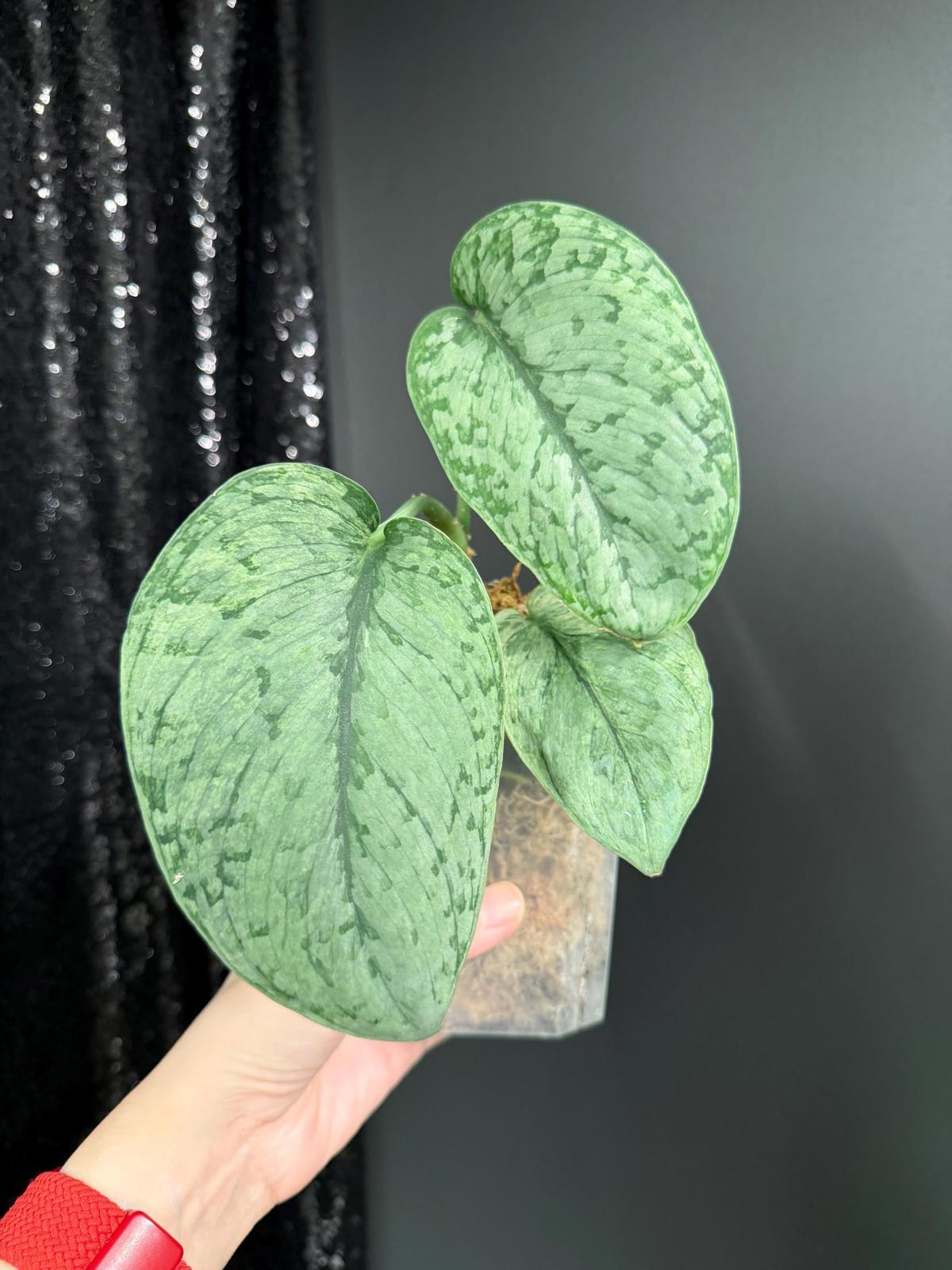 Scindapsus Silver Cloud Variegated, Large Leaf Rooted Cutting, US Seller