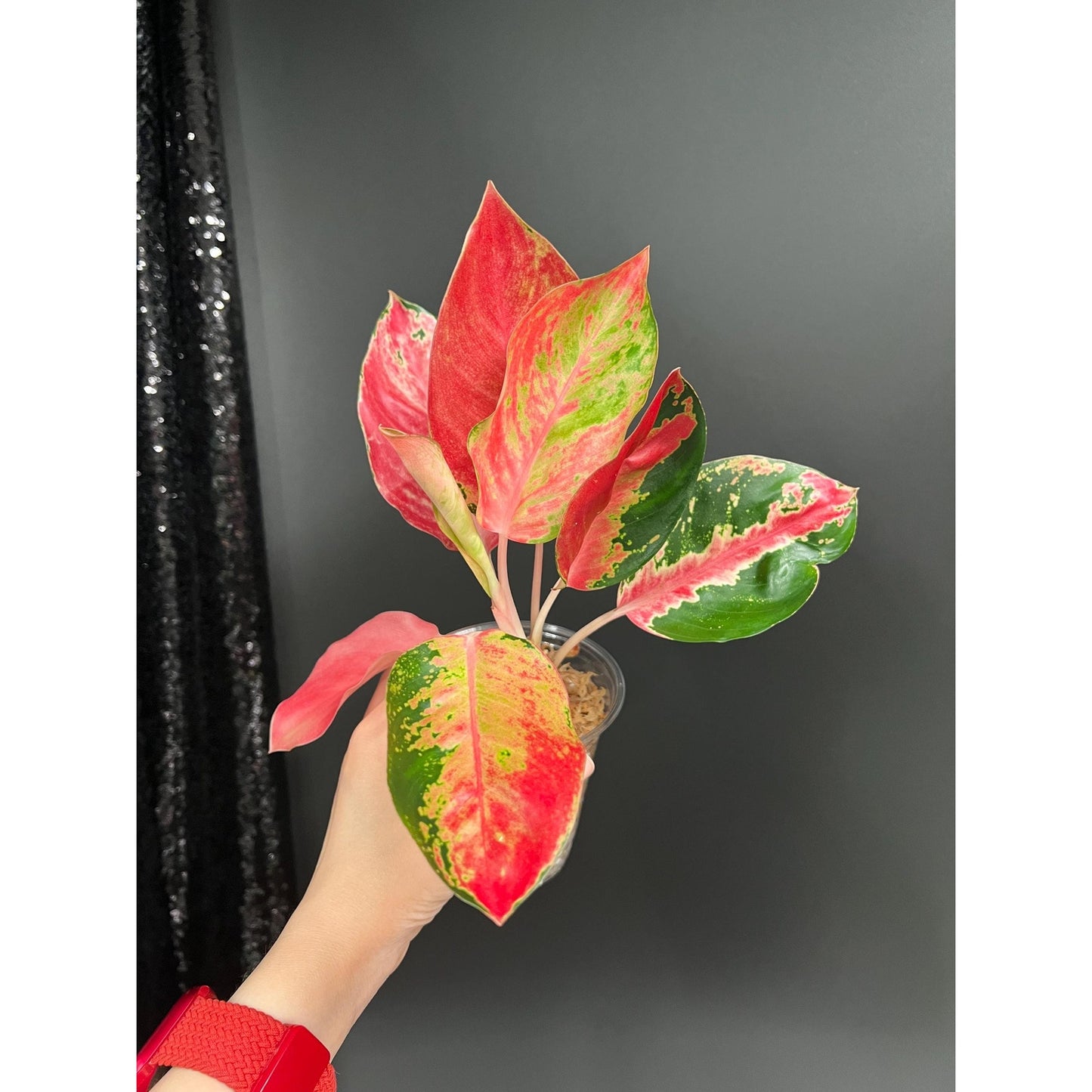 Aglaonema Kitty Cochin, Recent Import