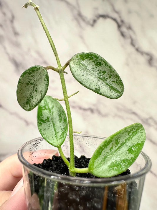 Hoya lima Silver Rooted Plant in 1" Cup