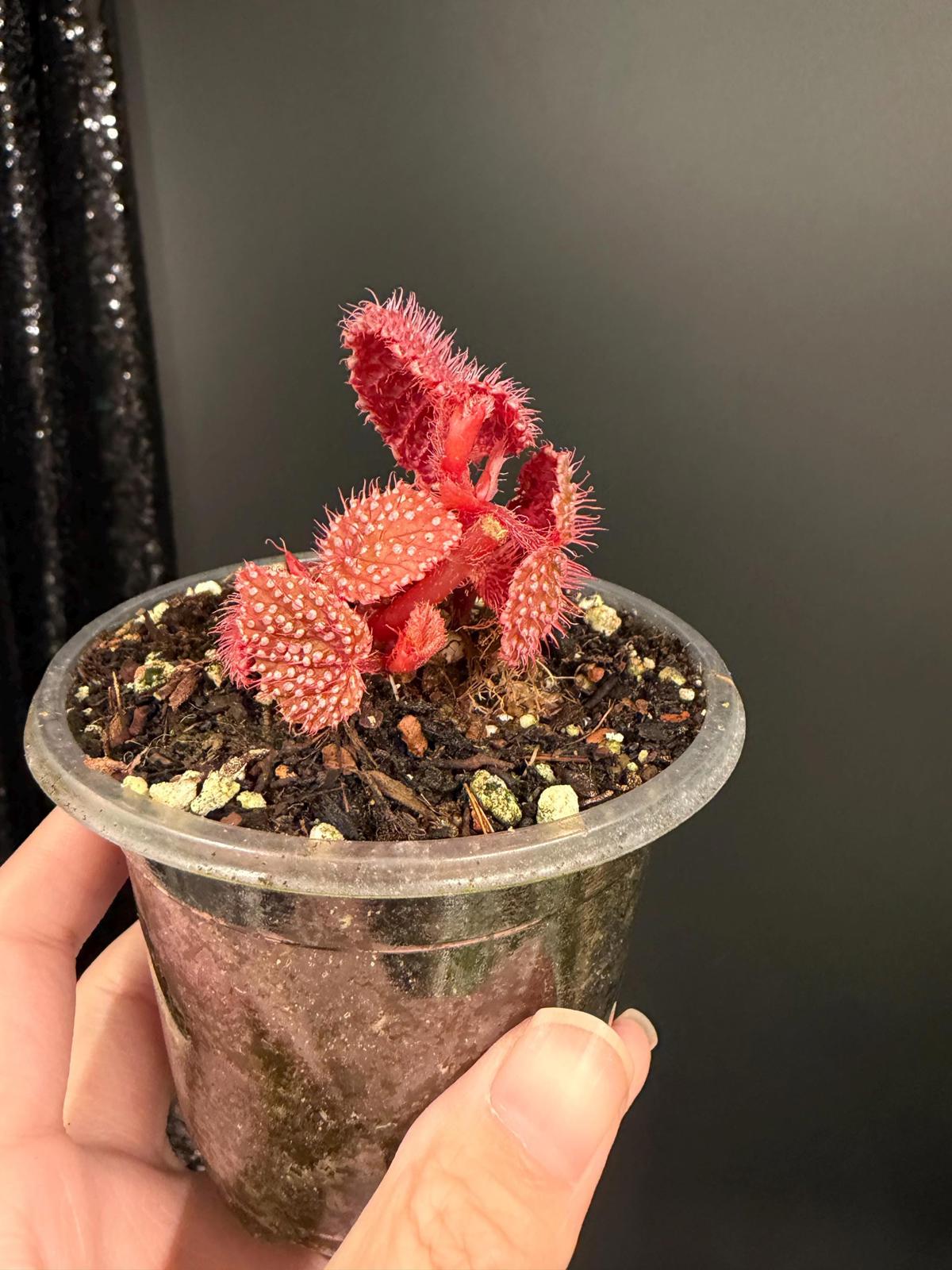Begonia Pink Urchin, Rooted Starter