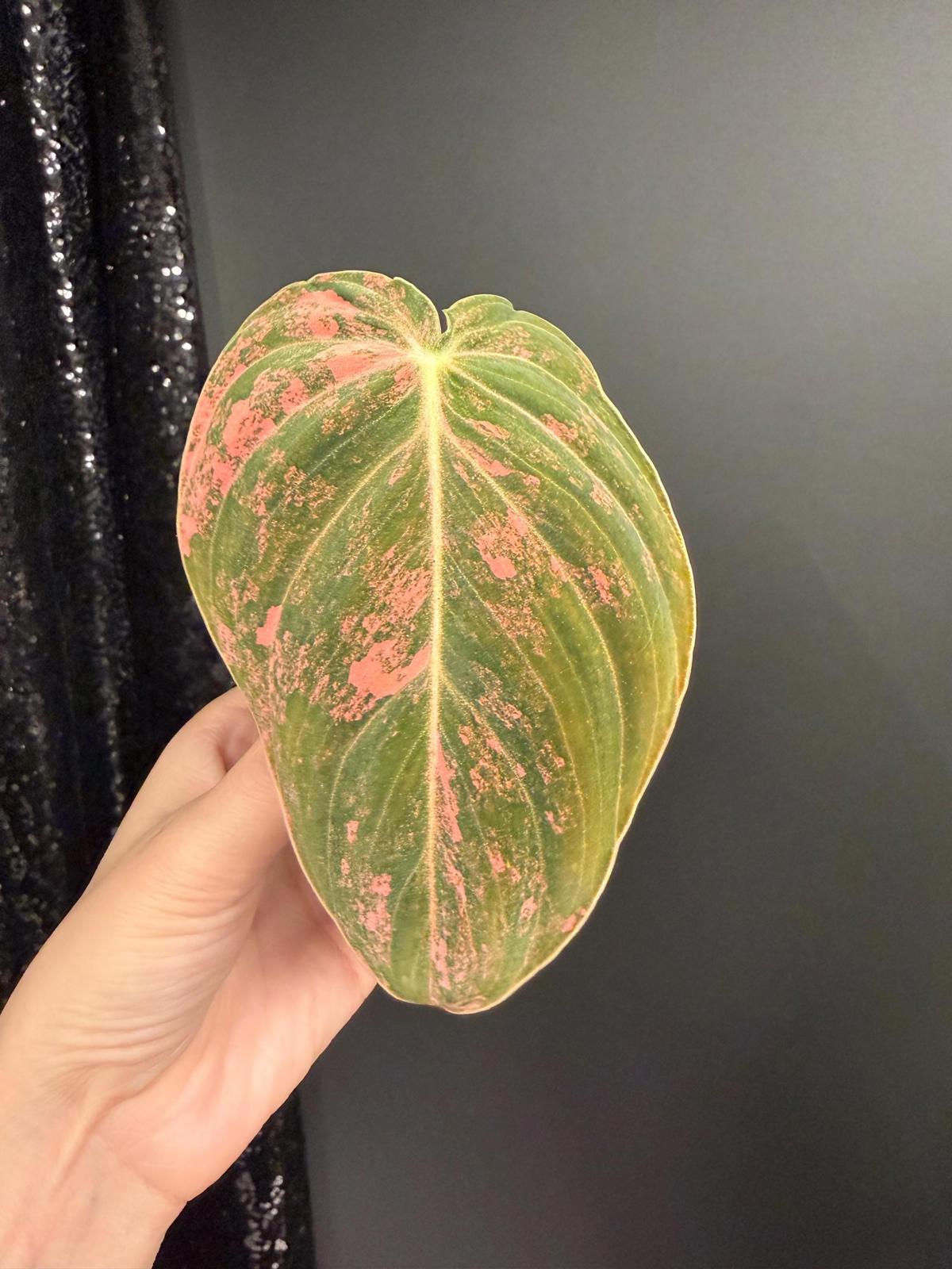 Philodendron Melanochrysum Orange Variegated