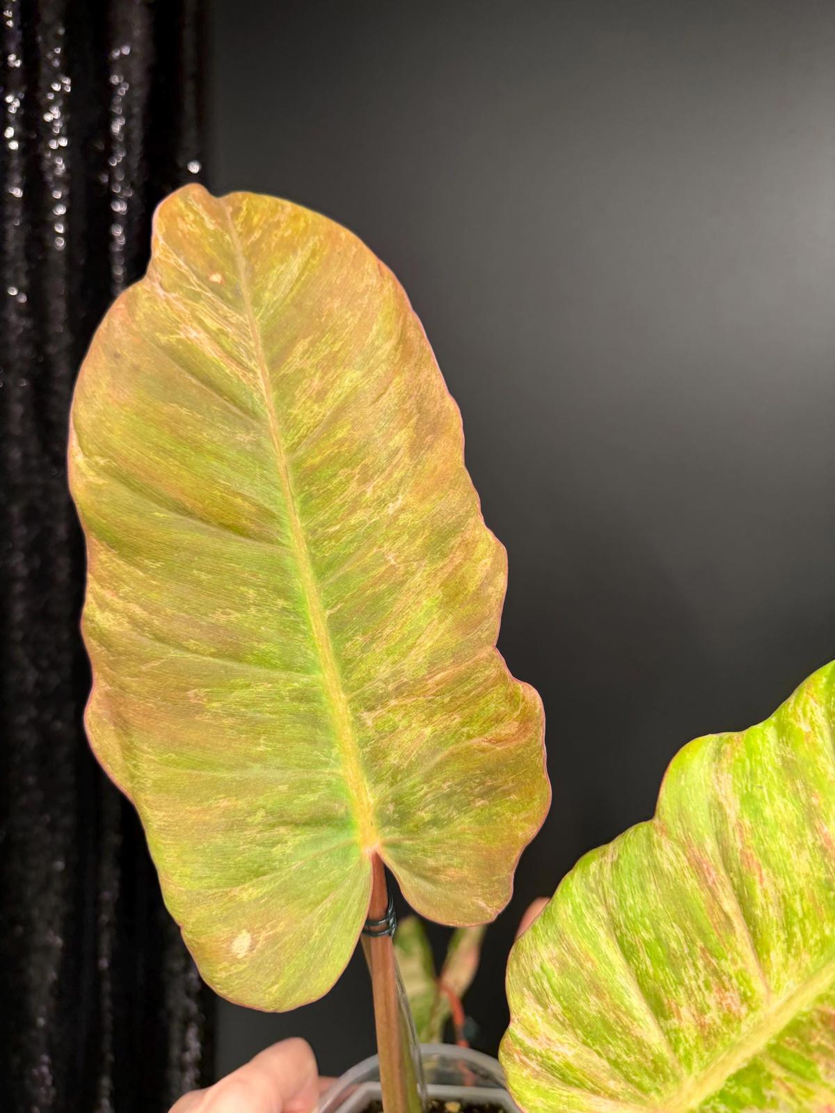 Philodendron Jungle Fever Variegated