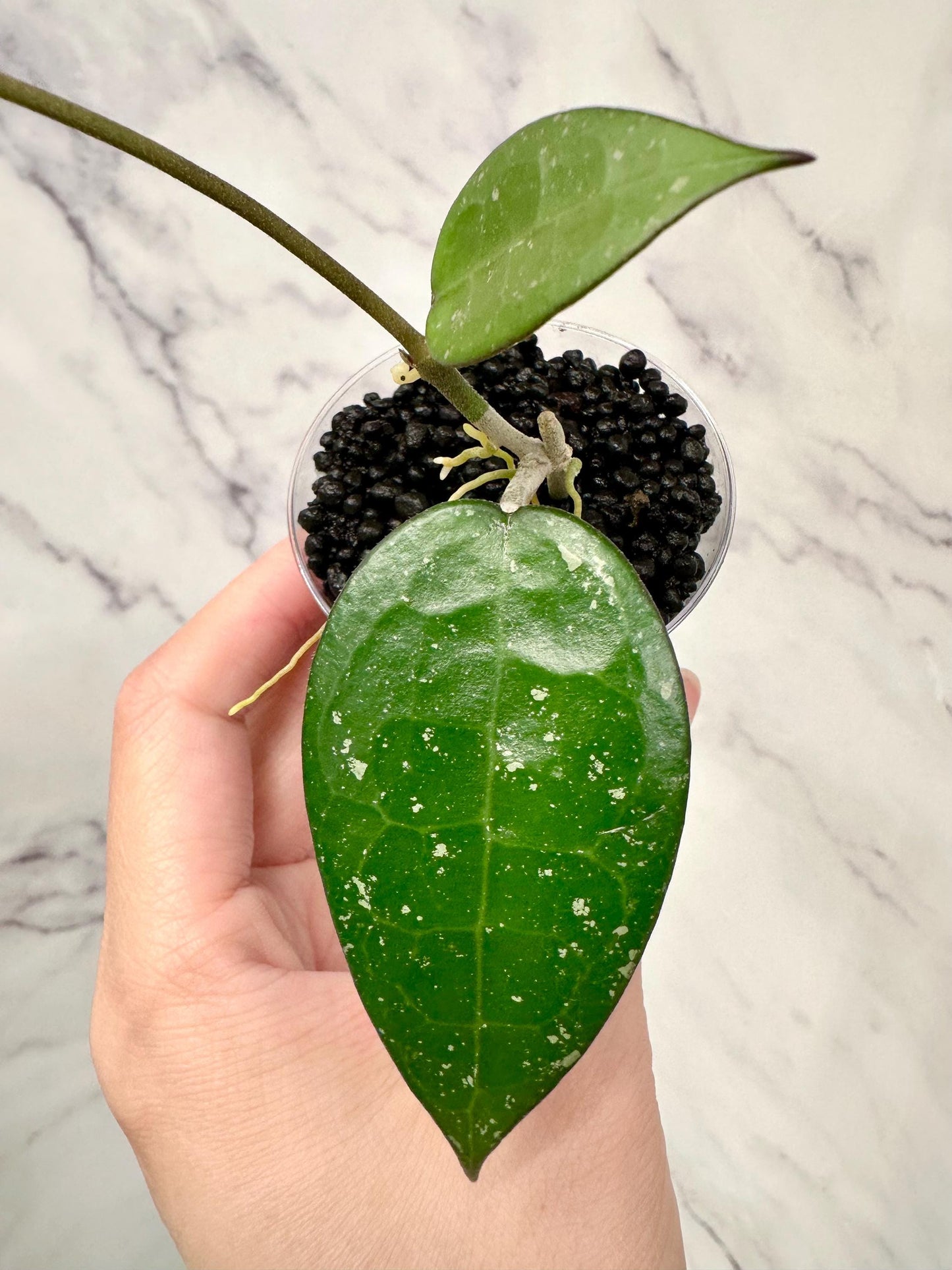 Hoya Verticilata MA07 Rooted Cutting