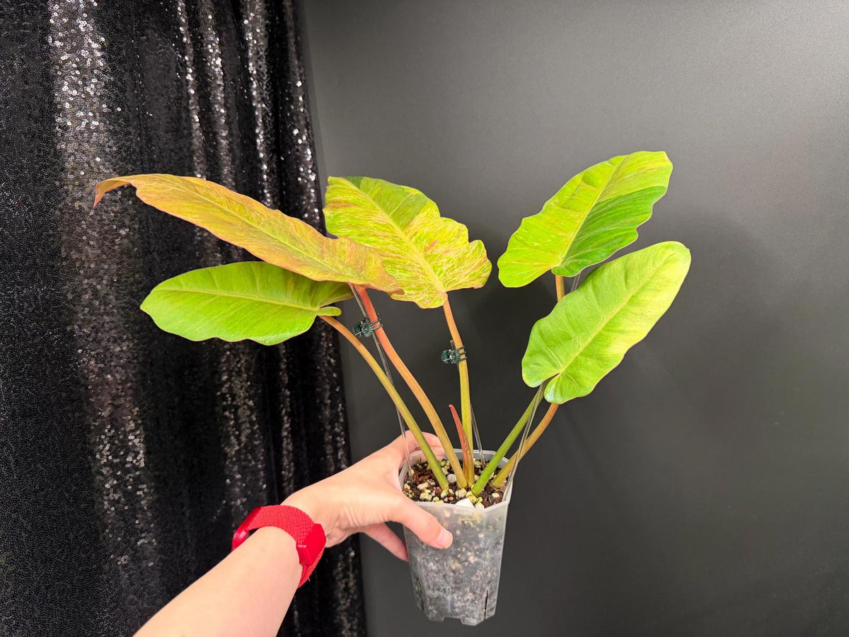 Philodendron Jungle Fever Variegated
