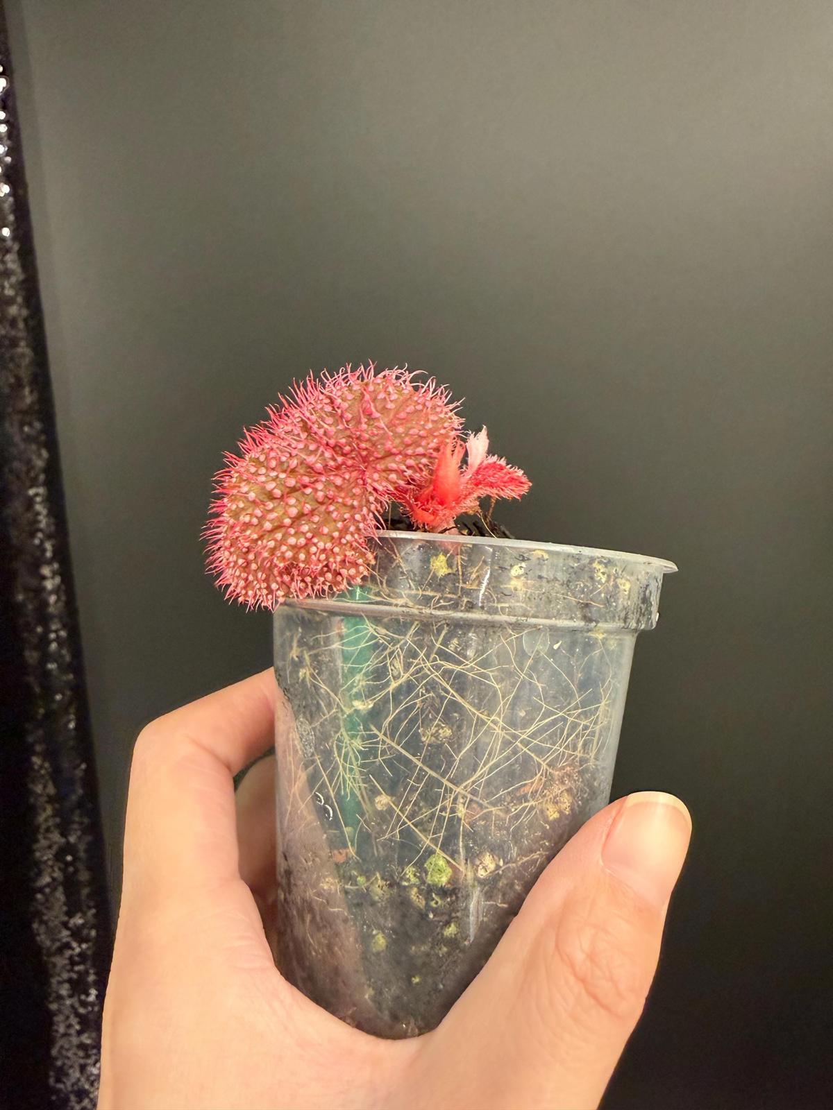 Begonia Pink Urchin, Rooted Starter