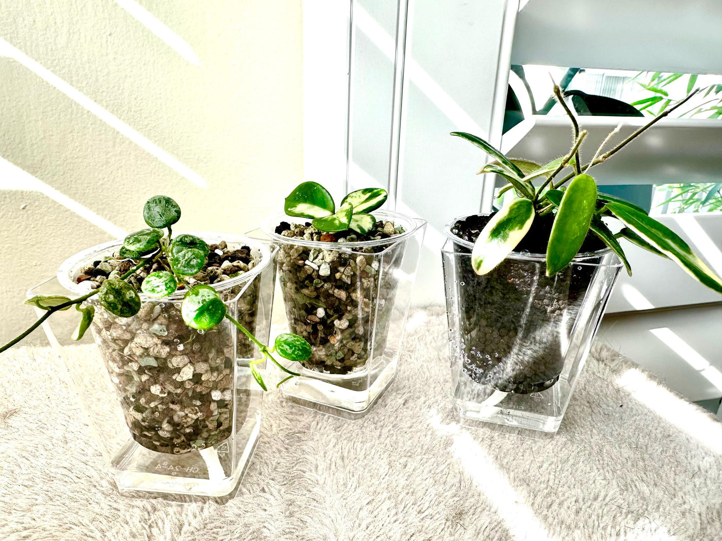 Clear PLASTIC Hand-made Self-Watering Pots 2.5" Come with Pon Substrate