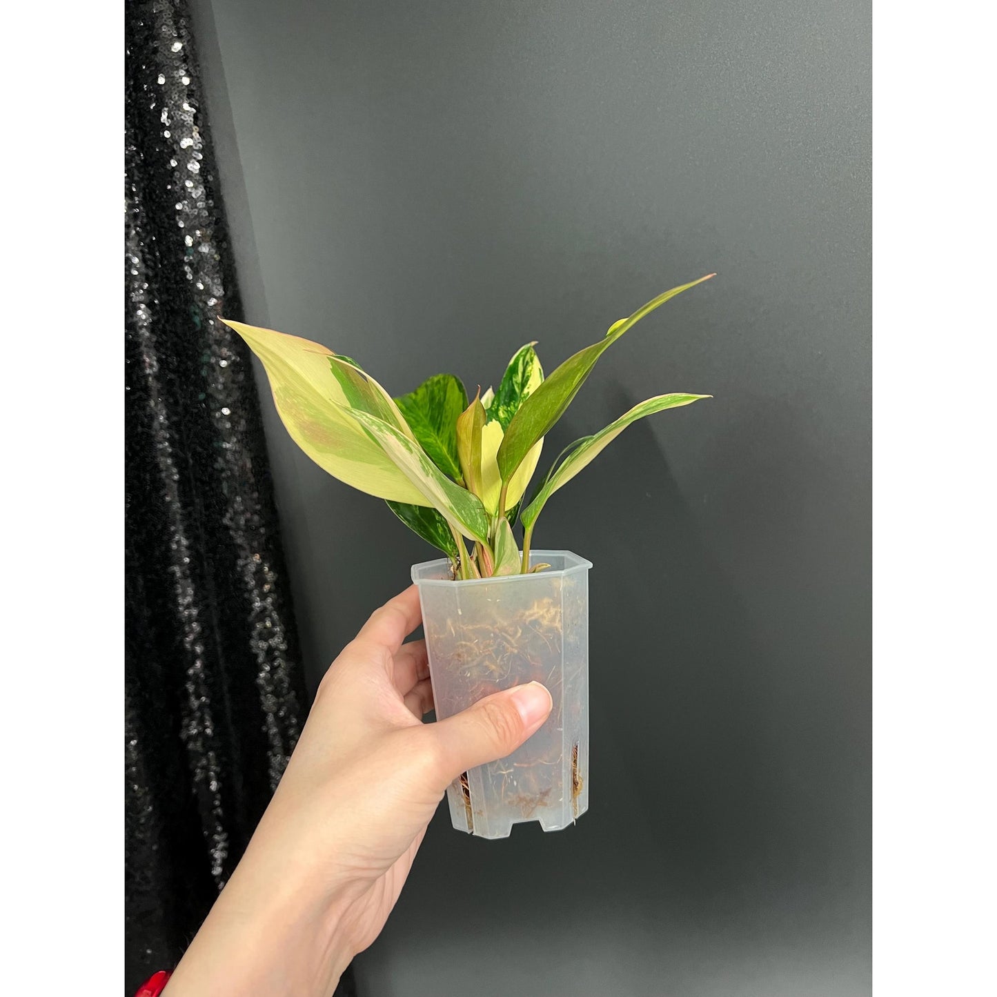 Philodendron Red Congo, Bushy Starter Plant, US Seller