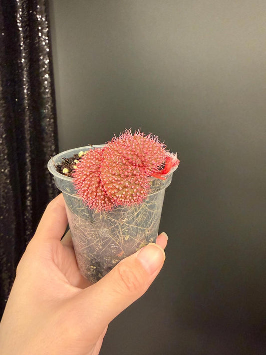 Begonia Pink Urchin, Rooted Starter