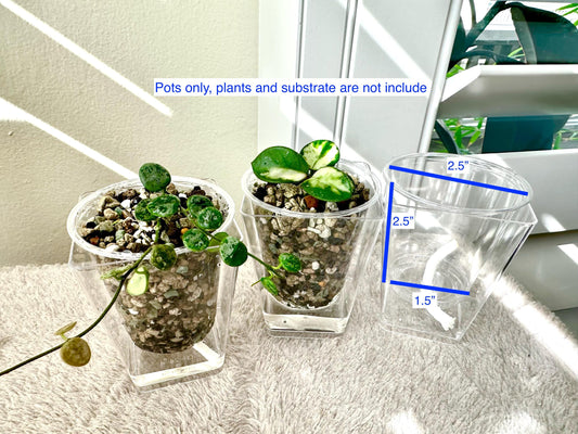 Clear PLASTIC Hand-made Self-Watering Pots 2.5"