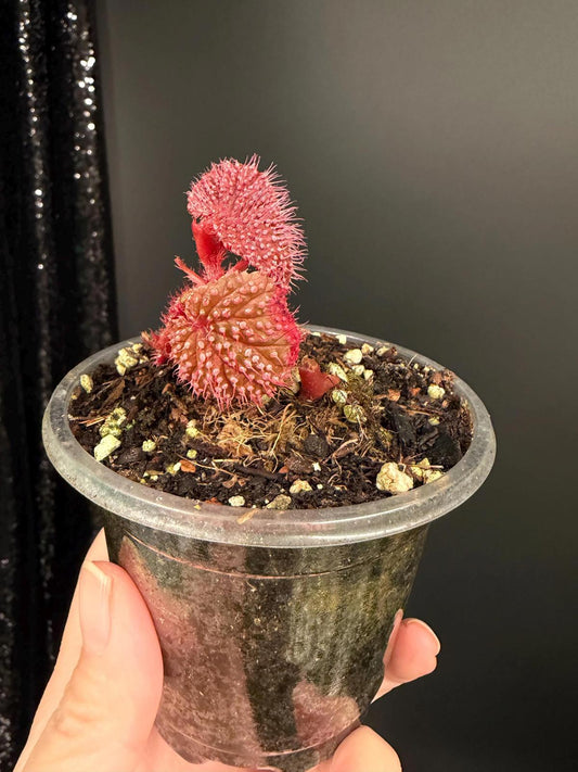 Begonia Pink Urchin, Rooted Starter