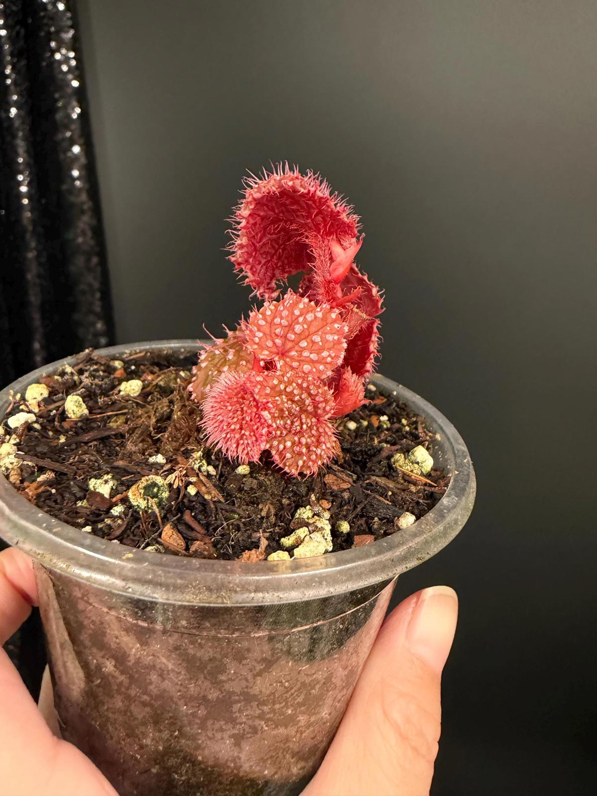 Begonia Pink Urchin, Rooted Starter