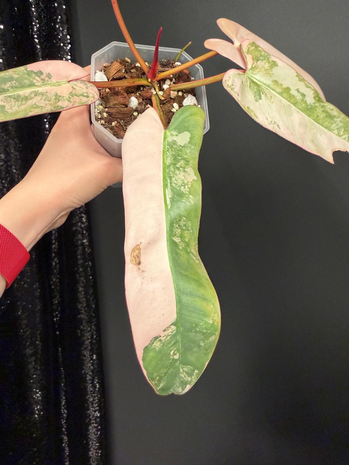 Philodendron Atabapoense Pink Variegated