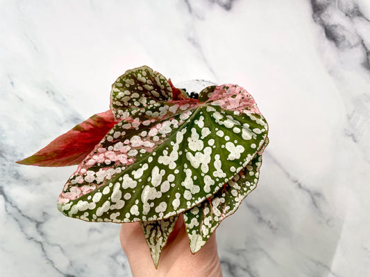 Begonia Snow Capped Variegated Newly Rooted Plant