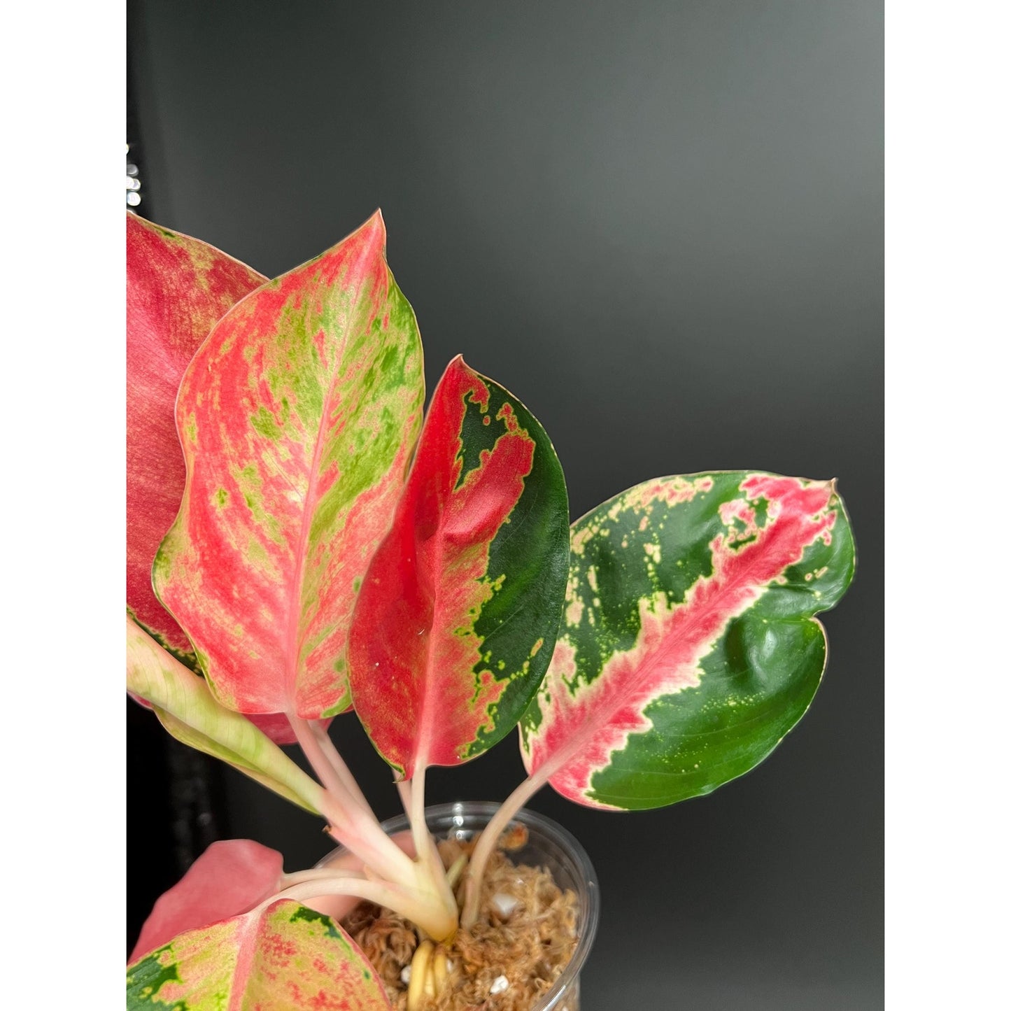 Aglaonema Kitty Cochin, Recent Import