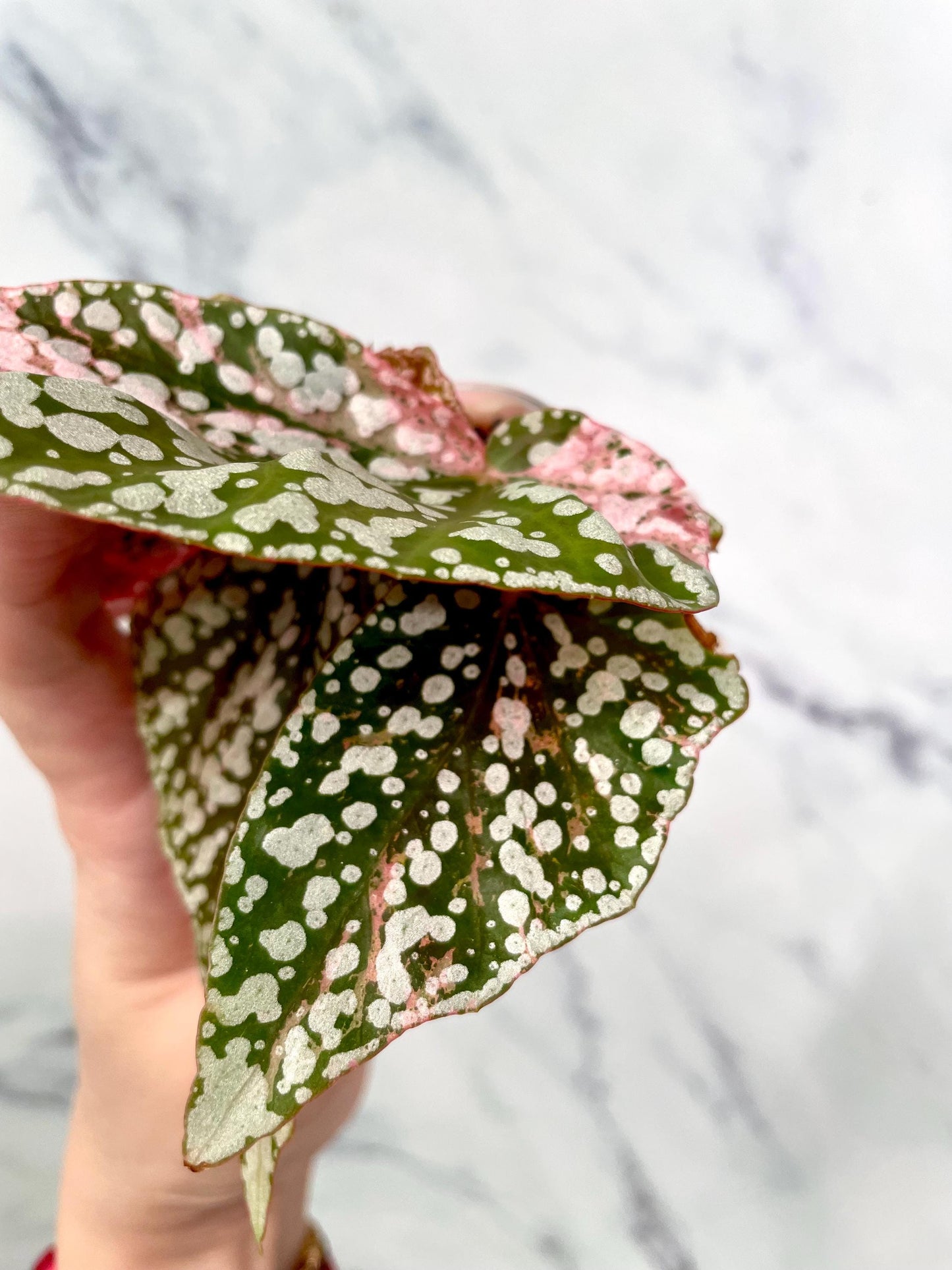 Begonia Snow Capped Variegated Newly Rooted Plant