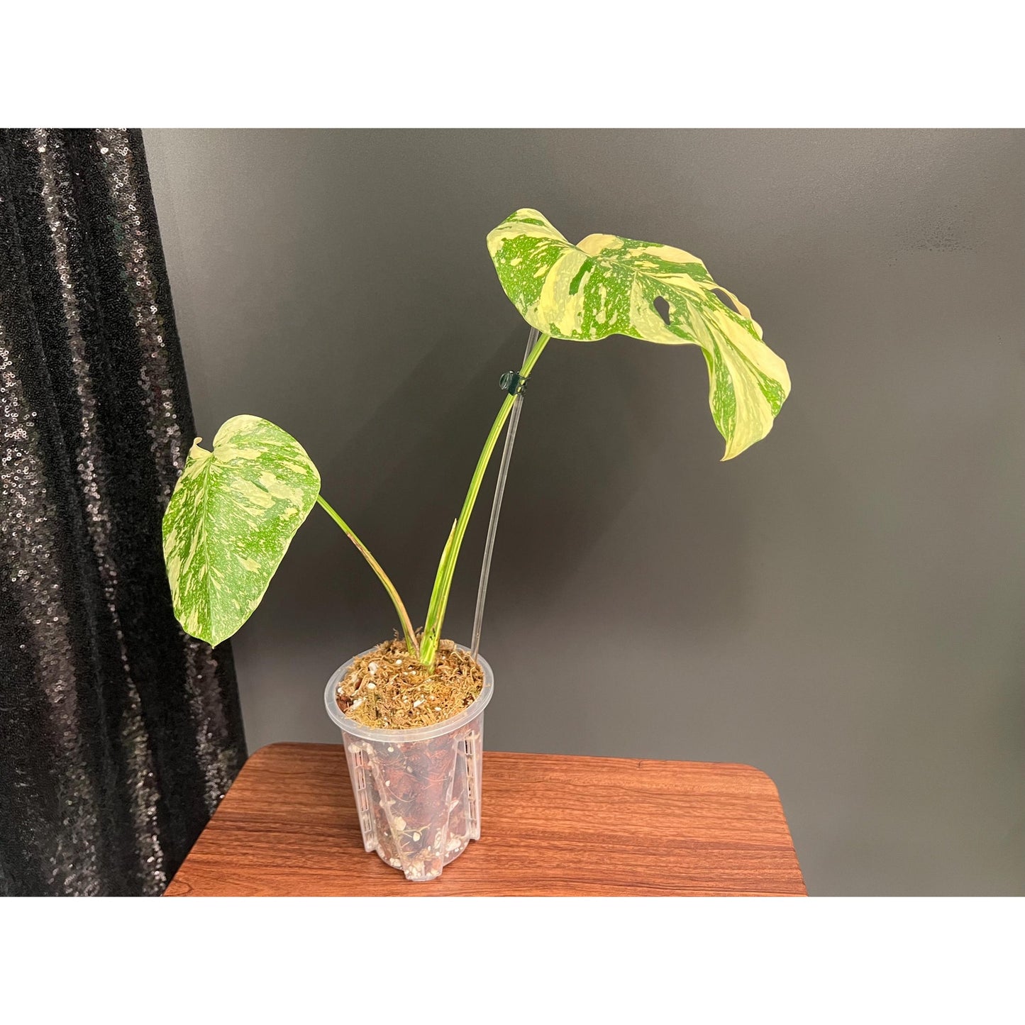 Monstera Crème brulée Variegated, Exact Plant | US Seller