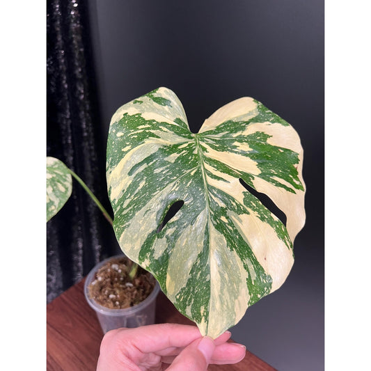 Monstera Crème brulée Variegated, Exact Plant | US Seller