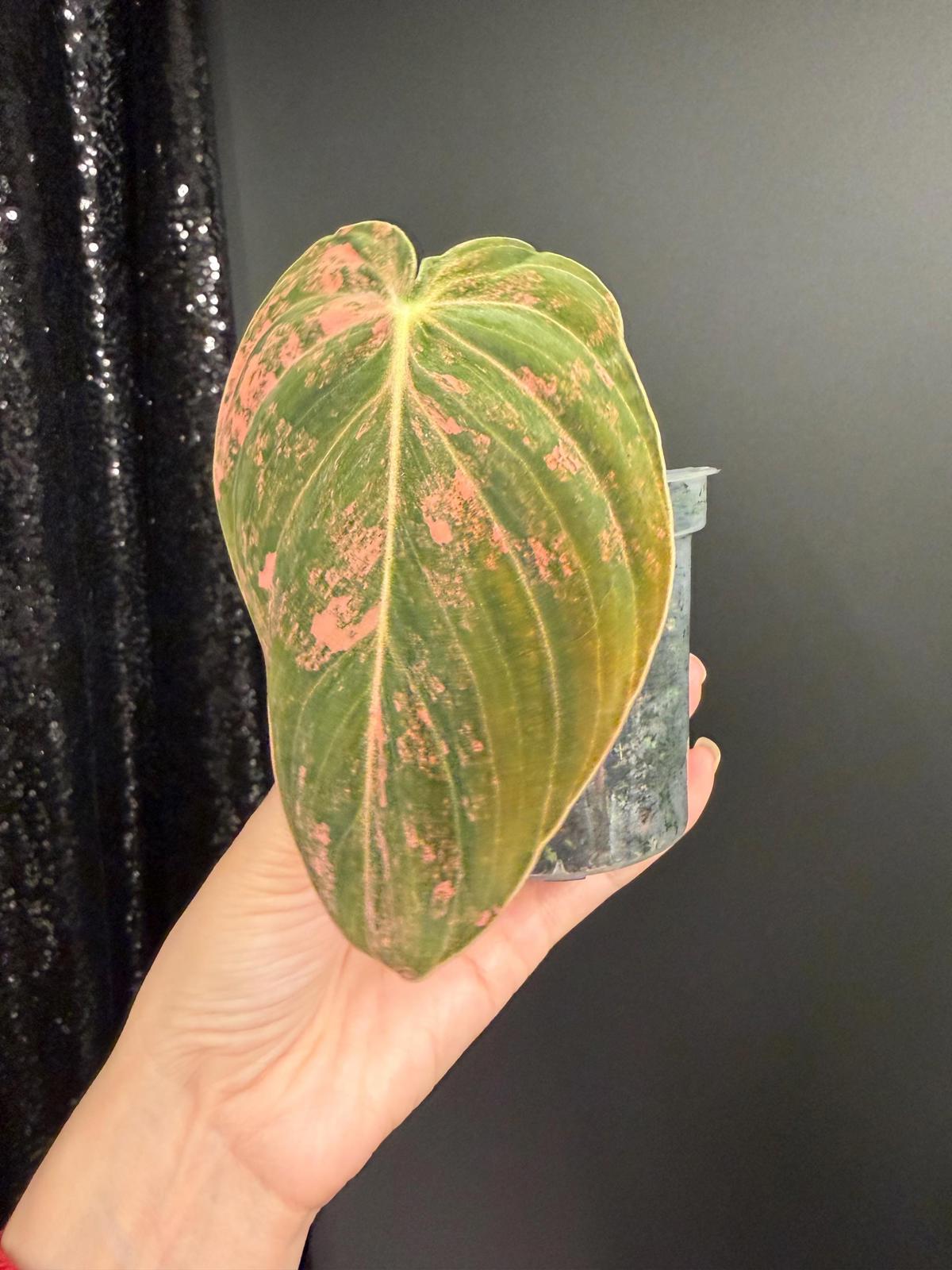 Philodendron Melanochrysum Orange Variegated